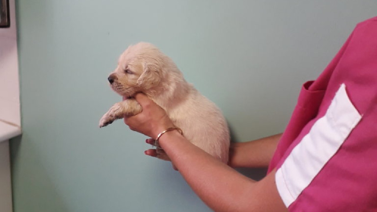 Chiot