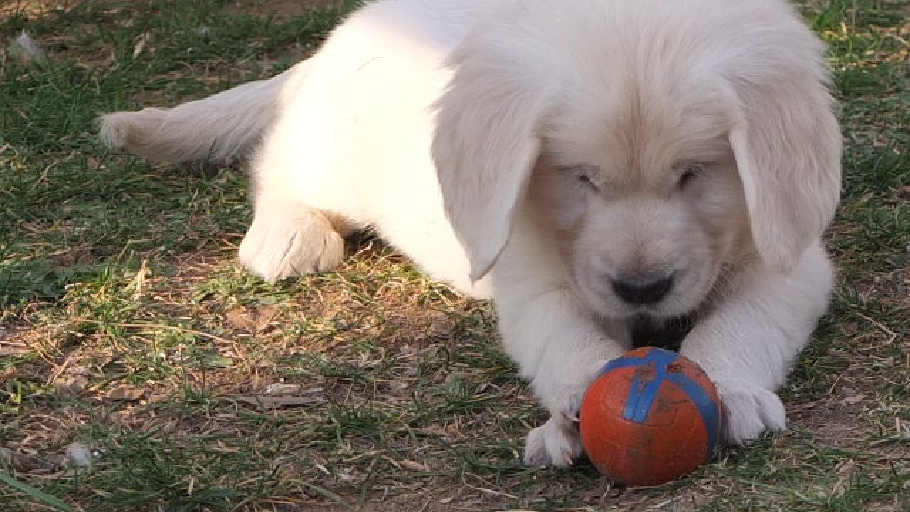 Chien et balle