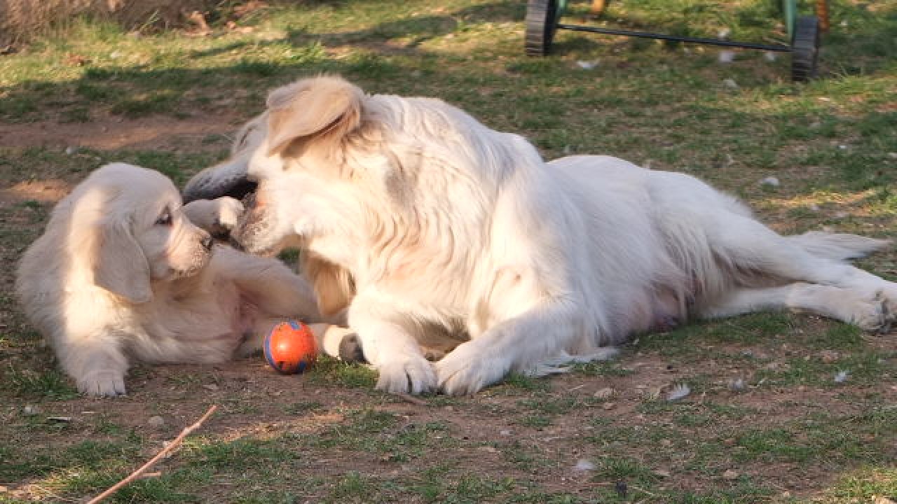 Chiens