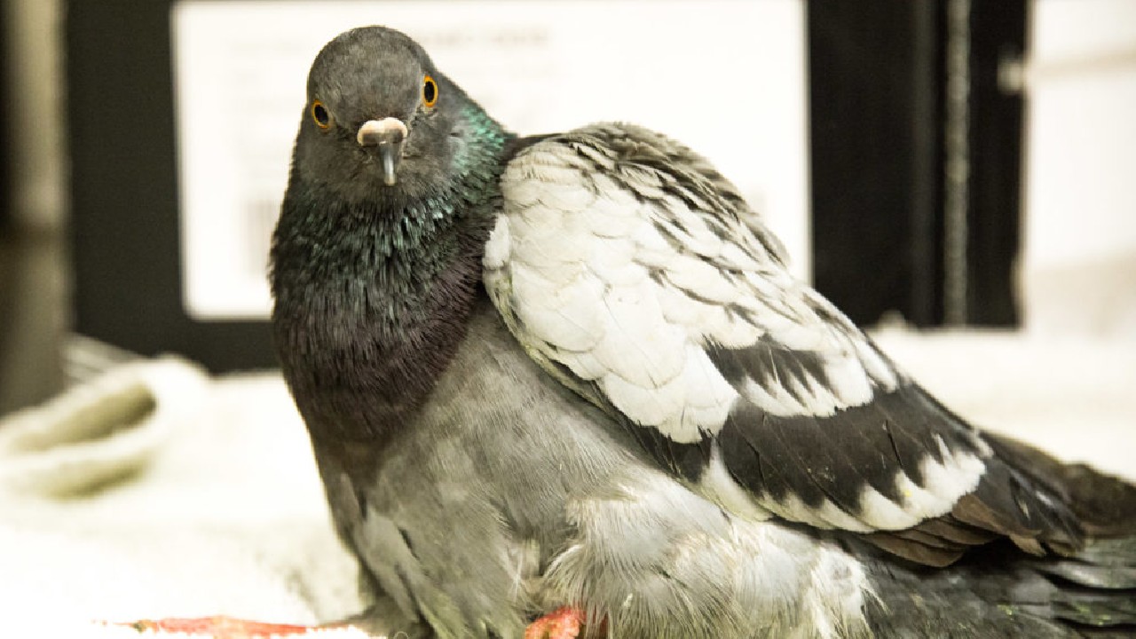 Pigeon
